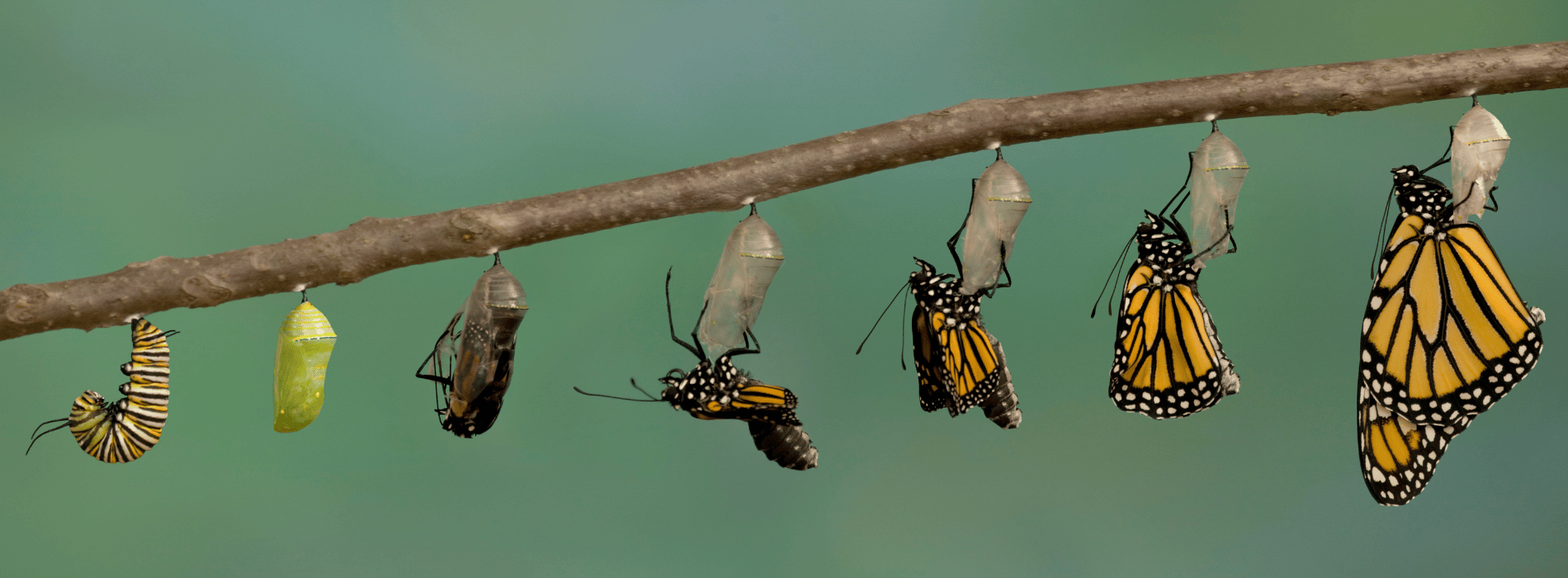Lebenszyklus eines Schmetterlings