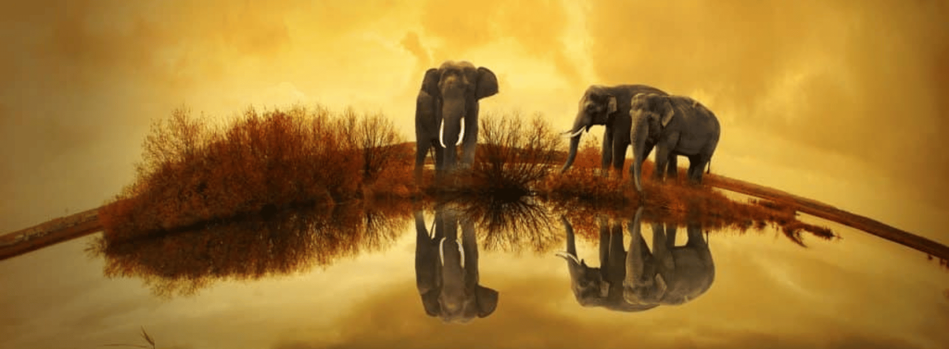 Spirituelle Bedeutung des Elefanten
