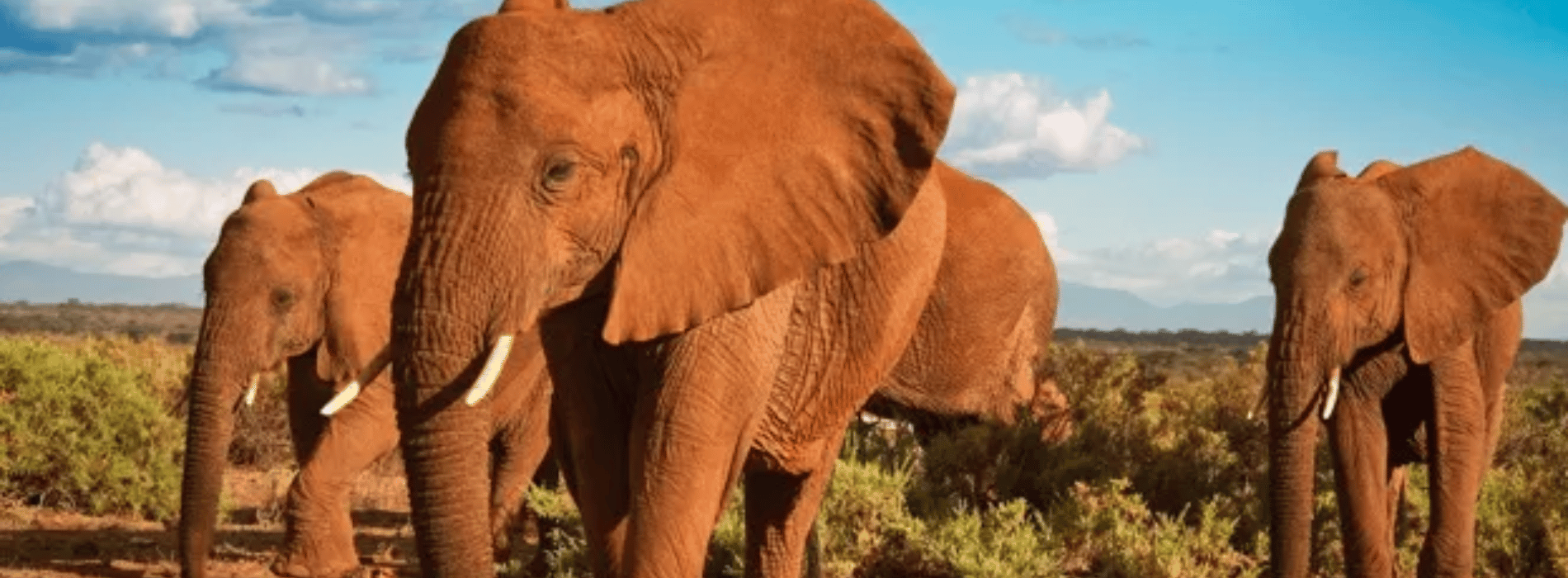 Symbolische Bedeutung des fernöstlichen Elefanten