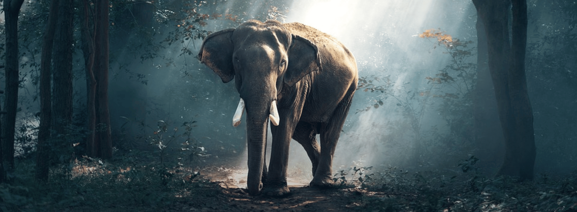 Elefantensymbolik und Bedeutung