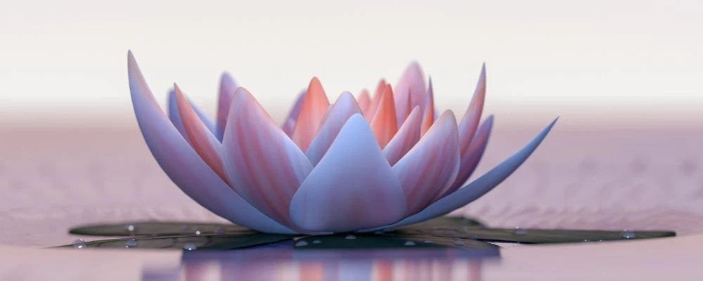 The lotus flower and its meaning