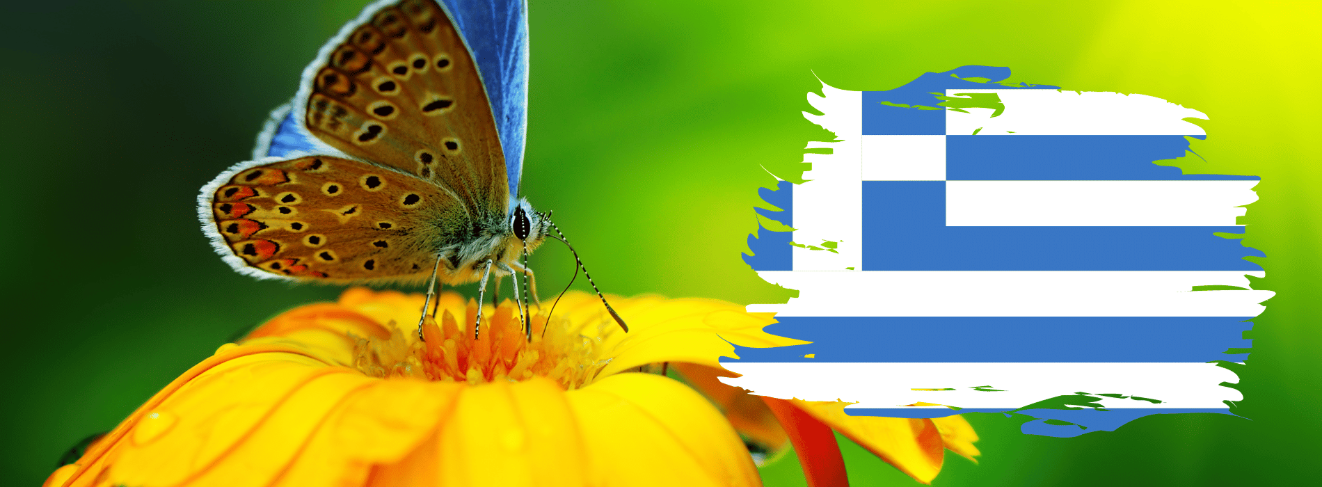 Symbolik des griechischen Schmetterlings