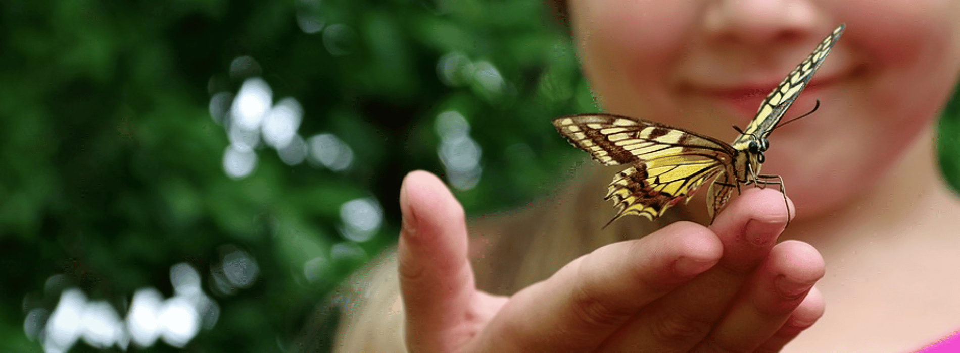 Besuch eines Schmetterlings