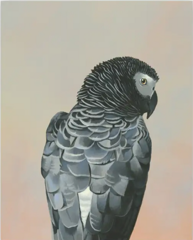 African Gray Parrot on 8in by 10in Wood Panel reproduction by Matt of The Mincing Mockingbird