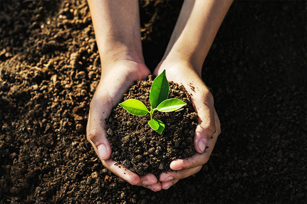 Young child holding soil with a plant seedling growing out of it.