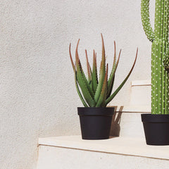 Artificial plant ALOE VERA