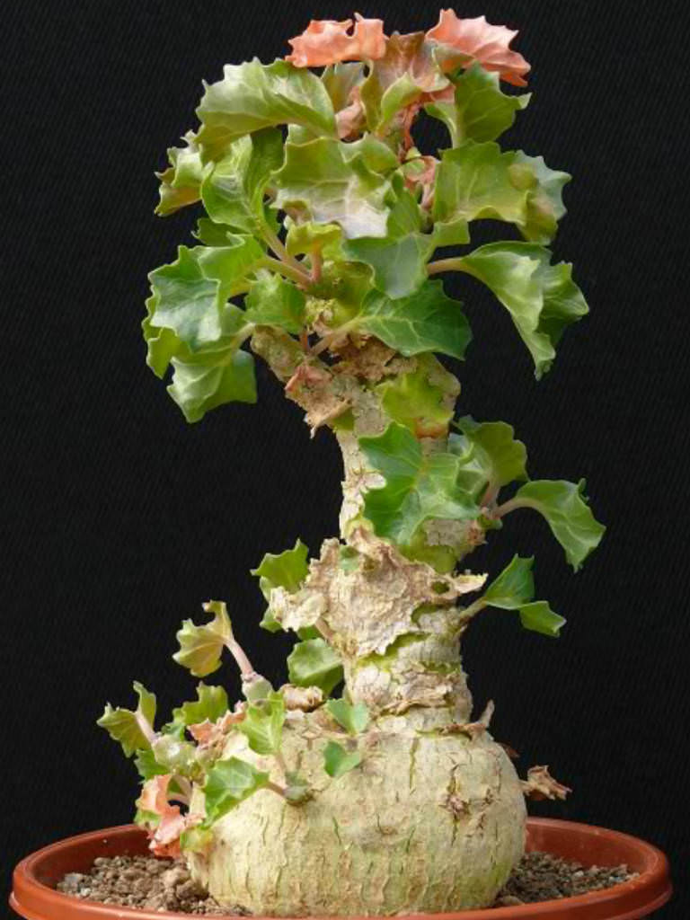 Dorstenia gypsophila (10 Seeds) Caudex Somalia – African Seeds