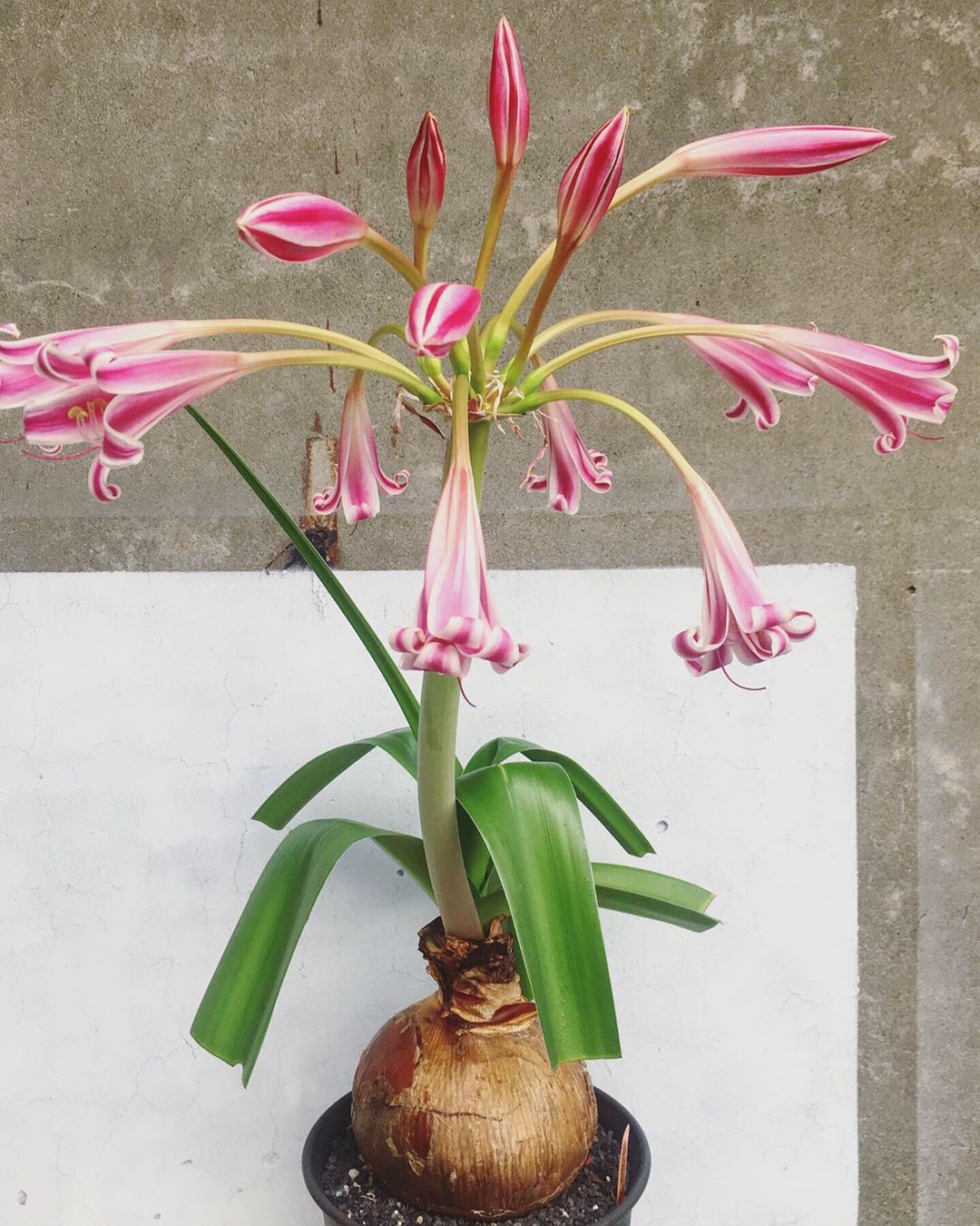 Crinum Graminicola Live Plant 182 For Sale African Seeds