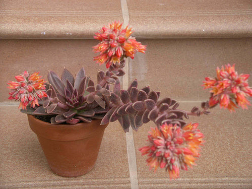 ECHEVERIA 'GORGON'S GROTTO' 10 Pcs Seeds – African Seeds