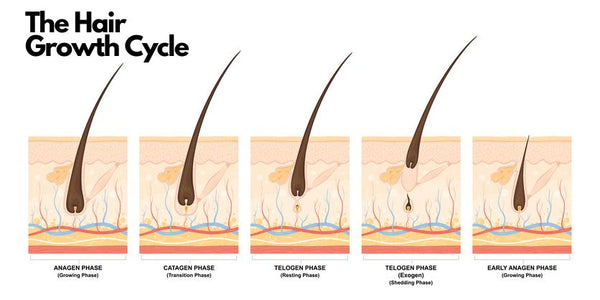 beard and hair growth cycle