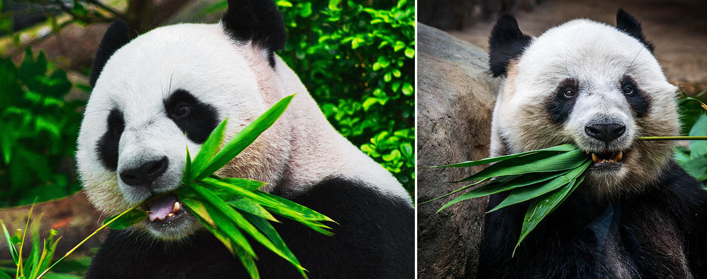 Panda Mange Bambou