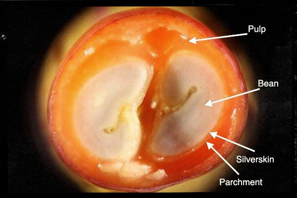 COFFEE BEAN, SEED TO CUP, COFFEE FARM, COFFEE HARVESTING, COFFEE ORIGIN, COFFEE PROCESSING, COFFEE MILLING, COFFEE ROASTING, ANATOMY OF A COFFEE BEAN