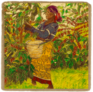 tanzania, peaberry, african coffee, kilimanjaro coffee, green coffee buyer, Mlama Estate, Drawn Coffee Graphic