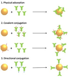 Comment conjuguer des anticorps à des nanoparticules d'or - Méthodes