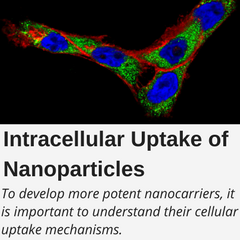 Intracellular Update of Nanoparticles