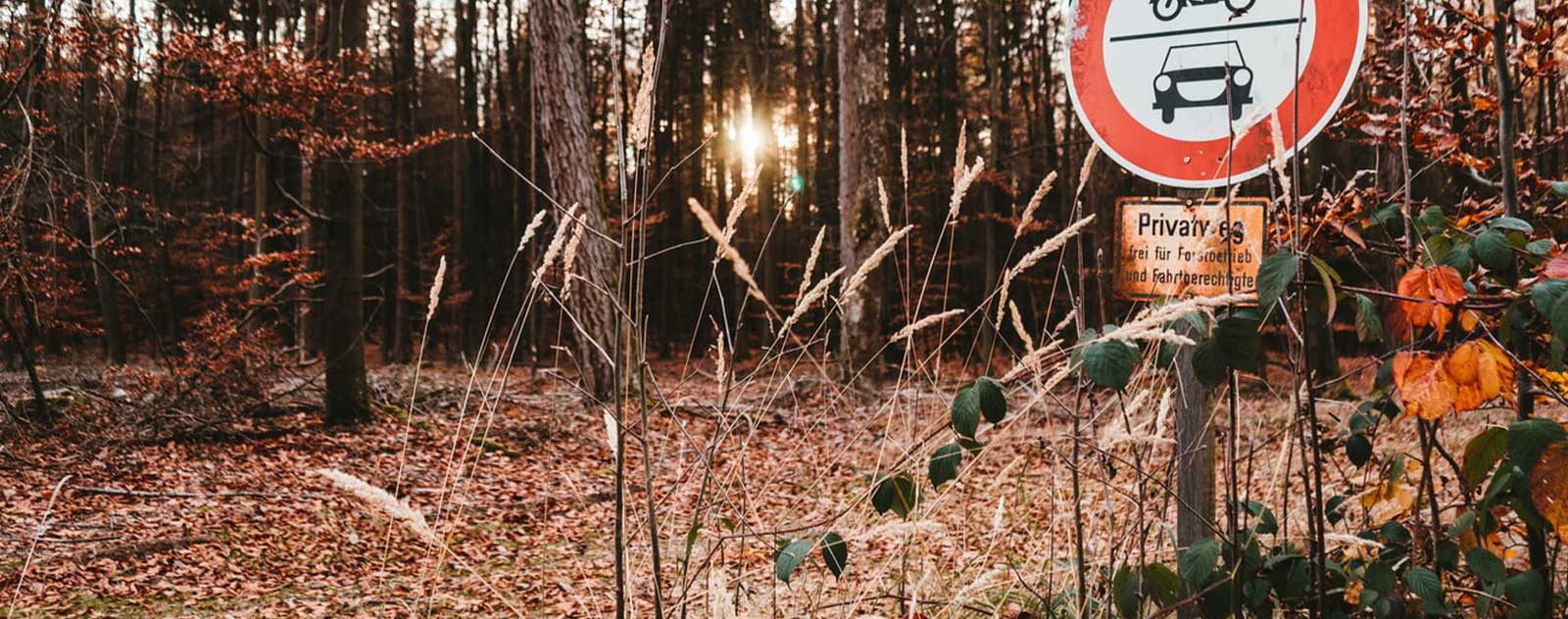 Überleben im Wald