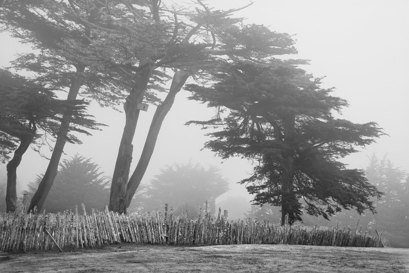 "Fence & Trees on Navarro Ridge Road"