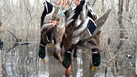 Mallards & Shovelers in the Timber