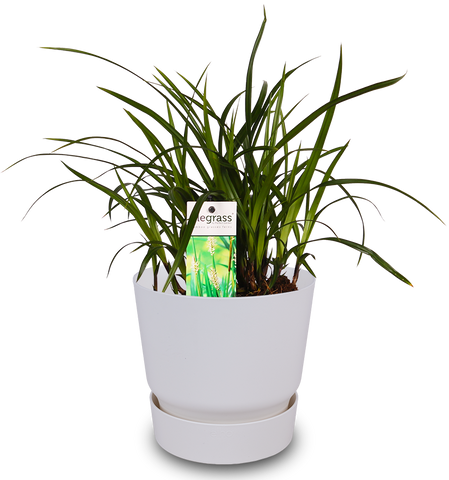 Carex (Segge) | Topfpflanze draußen | Plantsome