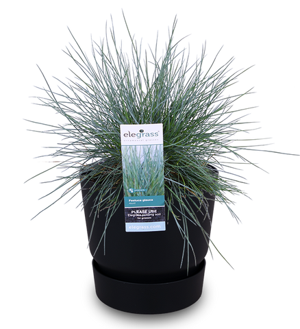 Festuca (Blauschwingel-Gras) | Topfpflanze draußen | Plantsome