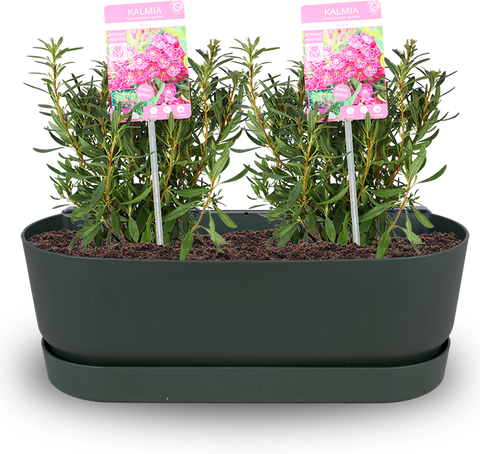 Kalmia (Lorbeerrose) | Topfpflanze draußen | Plantsome