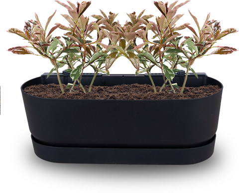 Photinia (Glanzmispel) | Topfpflanze draußen | Plantsome