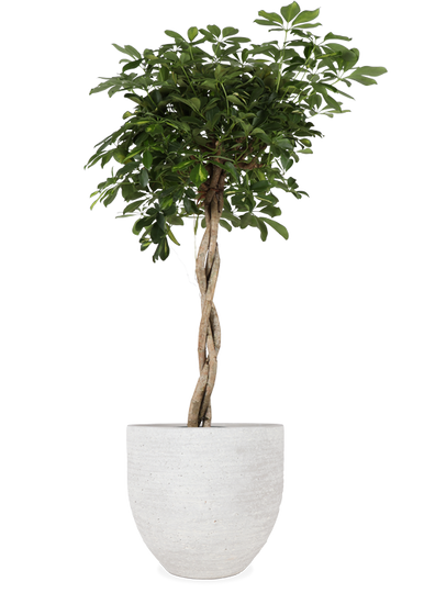 Schefflera gold capella (Strahlenaralie) (XL) Image 1