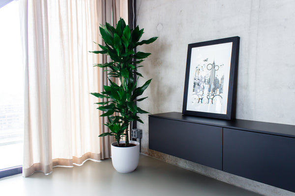 Dracaena janet lind im industriellen Stil | Plantsome