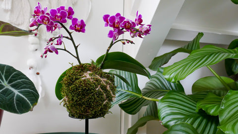 Orchidee (Floating TrésOr) (Desirée) - Plantsome
