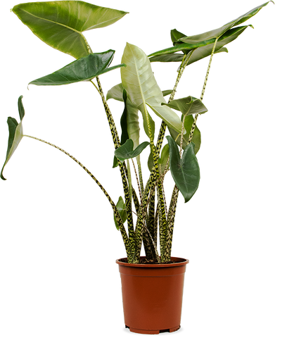 Alocasia Zebrina (Elefantenohr) (L) kaufen? | Ollie | Plantsome