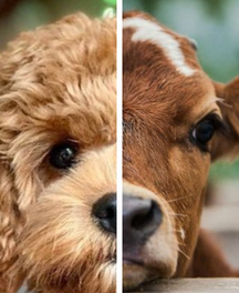 Dog Vegan Cruelty-Free Plant-based Veganuary Wild For Dogs