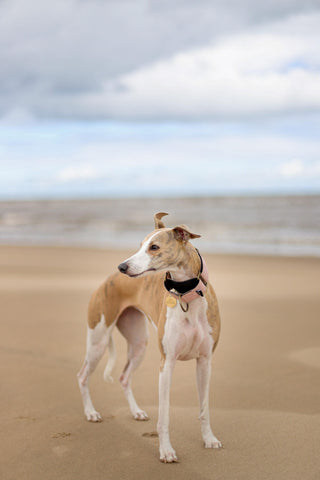Best Quality Grooming Products For Whippets