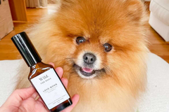 Perfume fragrance spray for dogs natural