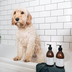 Best Shampoo For Dogs Organic Natural Eco FRiendly Sustainable