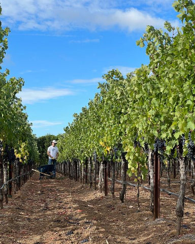 Rockmere Vineyards Founder Chet Pinckernell works among rows of vines.