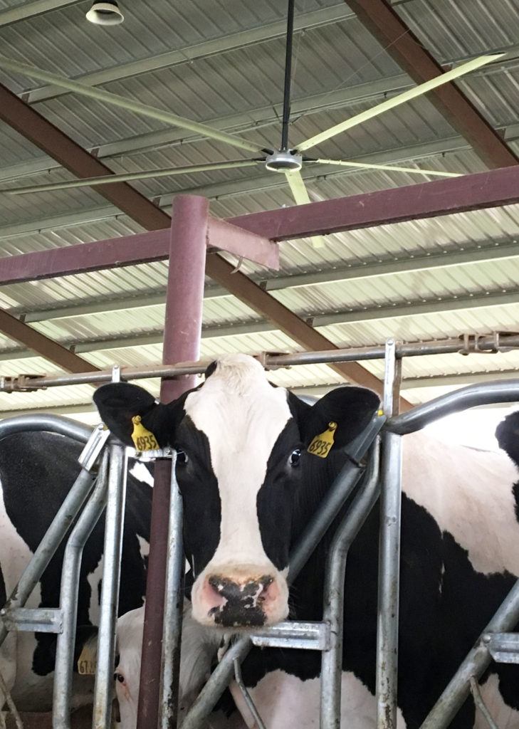 Holstein Dairy Cow Under HVLS Fan