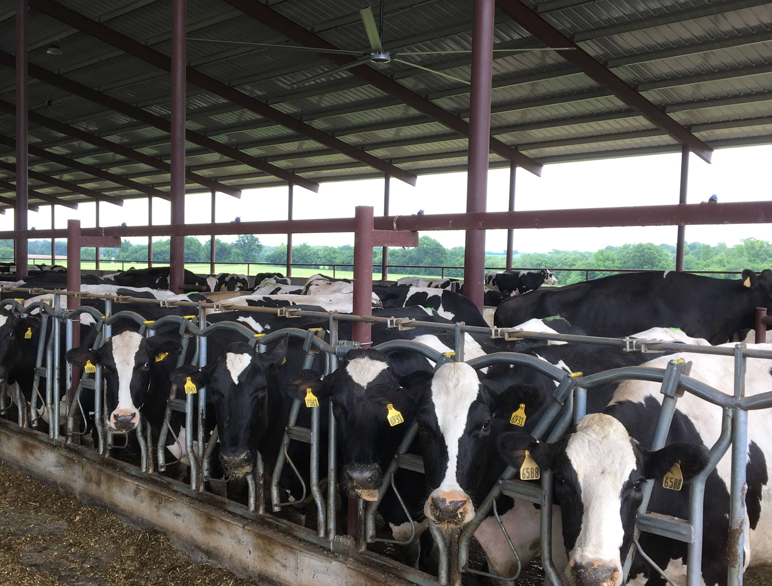 LIvestock fans keeping dairy cows cool