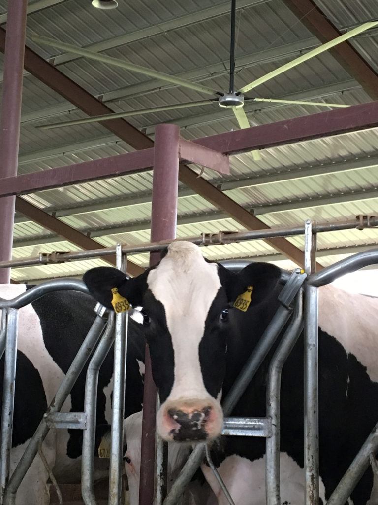 Livestock stares while Hunter industrial ceiling fan hangs above