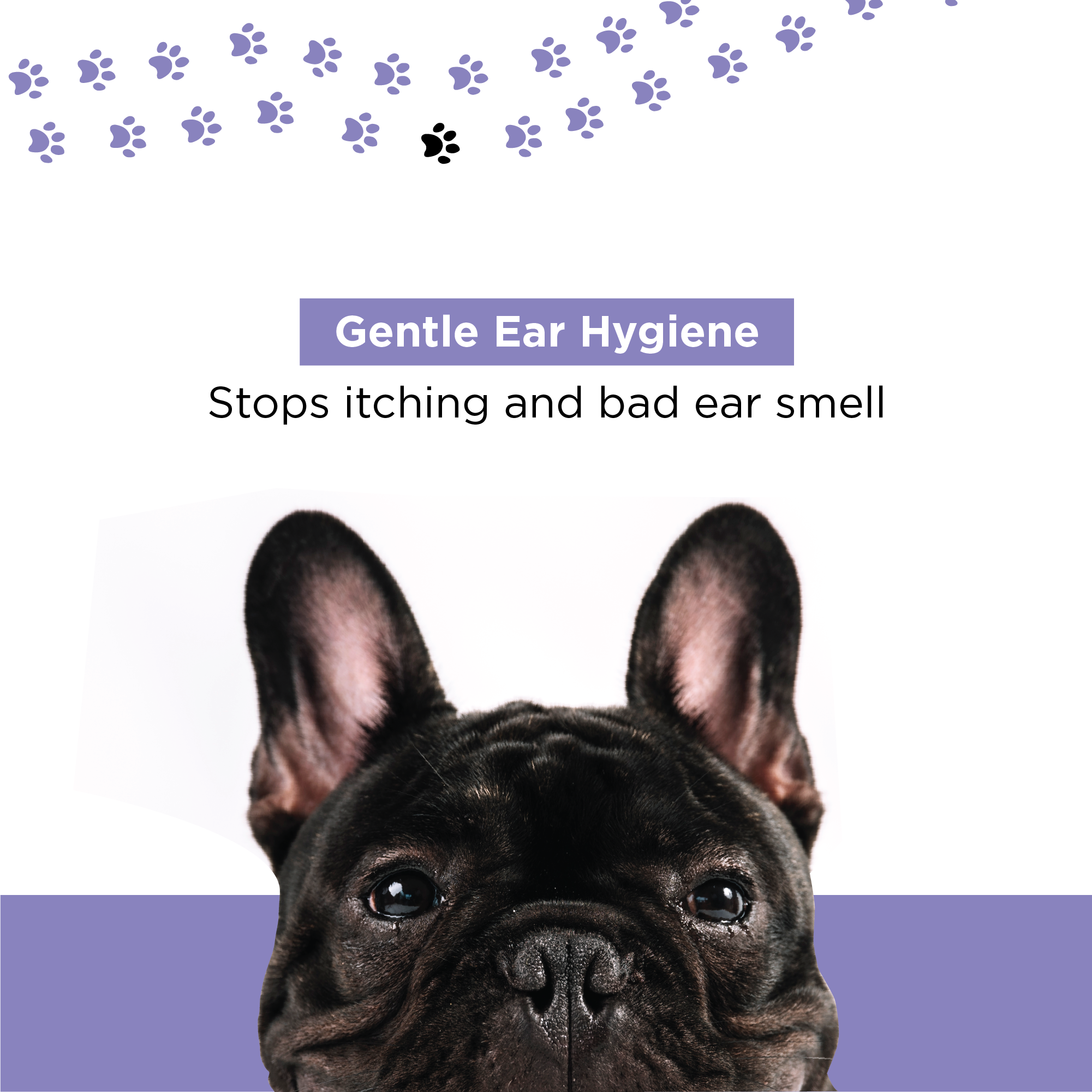 how to clean dogs waxy ears