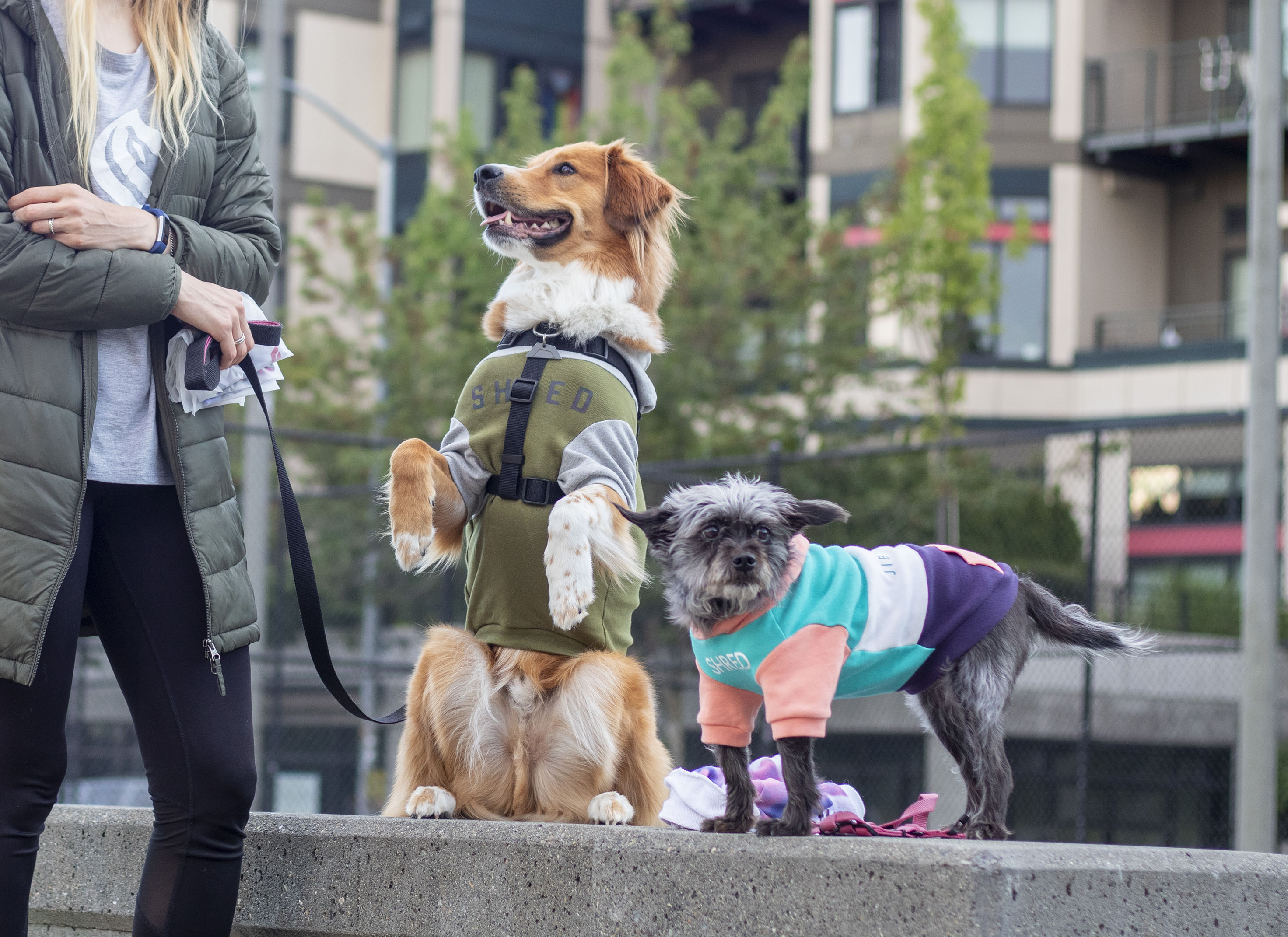 Skatebowls – Jiby Dog Crew