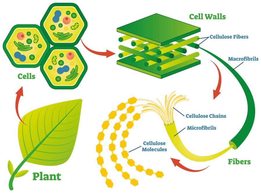 What is Cellulose