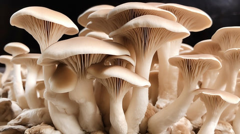 oyster mushrooms