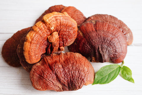 reishi mushrooms