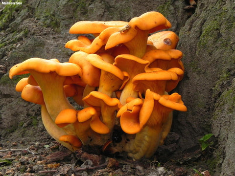 jack-o-lantern mushrooms