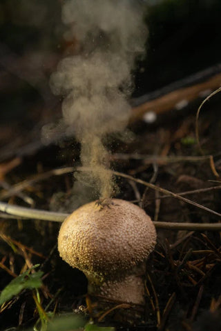mushroom spores