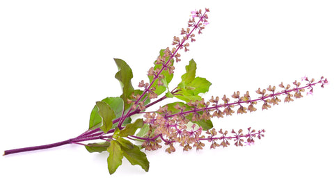 tulsi with flowers horizontal