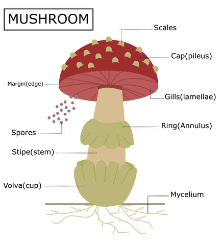 mushroom structure diagram