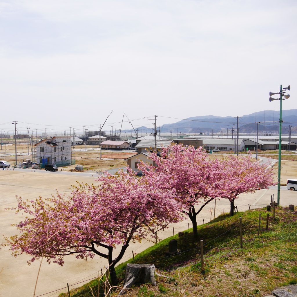 浄土寺の桜