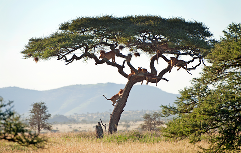 Parque Serengeti Tanzânia