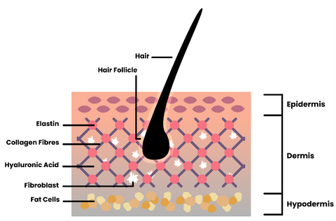 Schematic diagram of the extracellular matrix in the dermis. The diagram shows collagen fibres, elastic proteins, fibroblasts, a hair follicle, and where hyaluronic acid sits in the dermis.